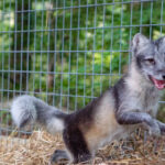 A photo of a polar color morph arctic fox leaping playfully inside an arctic fox enclosure at an exotic pet sanctuary in tennessee