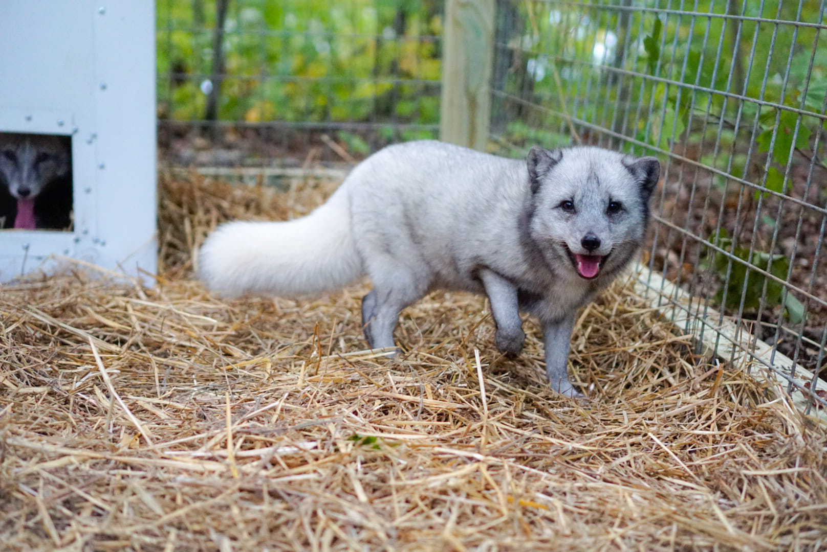A photo of a pet arctic fox standing in an enclosure at an exotic pet sanctuary in tennessee