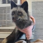 A photo of a silver color morph red fox wearing a pink hoodie