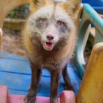 a photo of a pearl cross color morph red fox standing on a plastic play structure