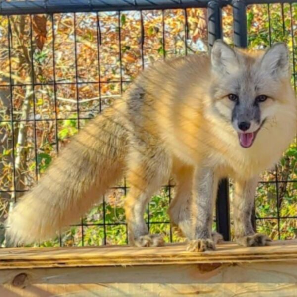 a photo of a hybrid between a red fox and an arctic fox standing on a wooden platform in a fox enclosure at an animal sanctuary in tennessee