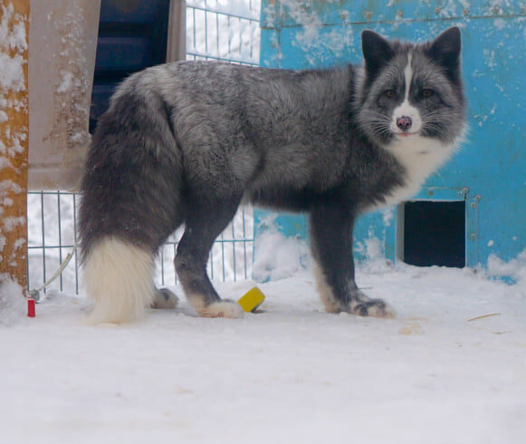 A photo of a silver platinum color morph red fox standing in the snow in front of a blue structure