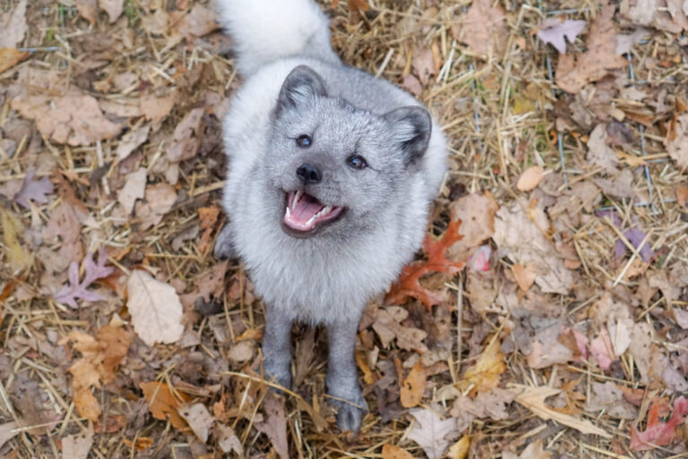 A photo of an blue arctic fox standing on leaves and dirt