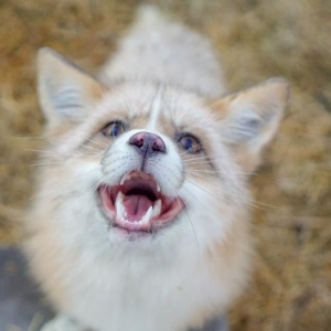 a photo of a Dakota Gold Whitemark color morph red fox