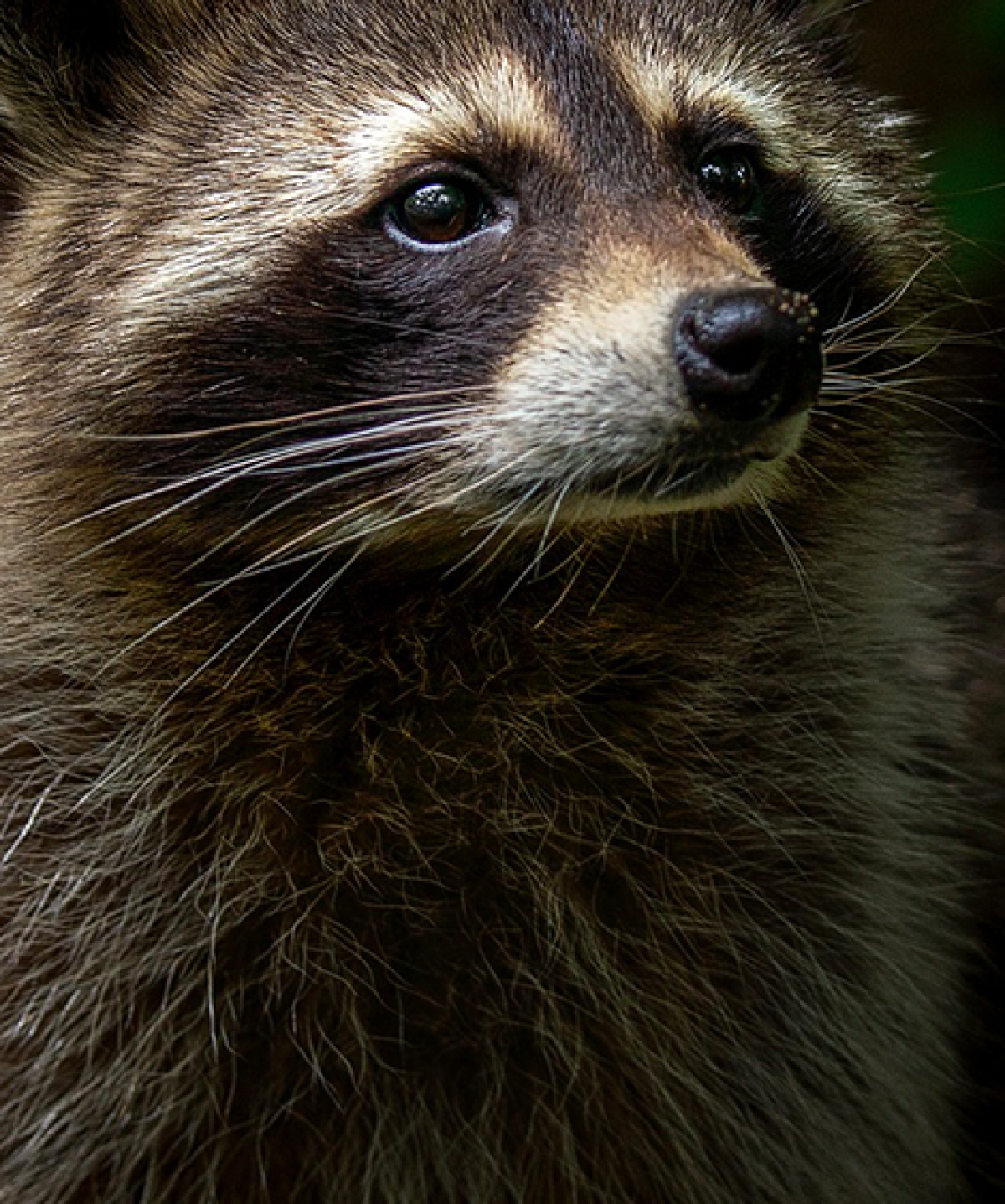 a photo of a raccoon