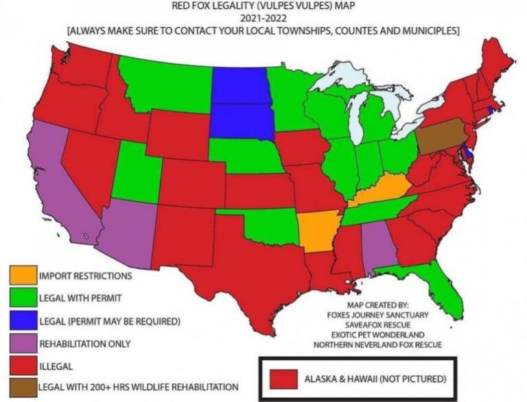 A graphic map of the united states showing states where having a pet red fox is legal