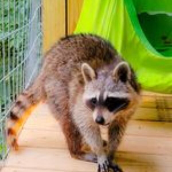 A raccoon standing on a wooden platform inside a raccoon enclosure at a sanctuary for pet raccoons in tennessee