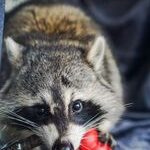 a photo of a pet raccoon chewing on a kong dog toy