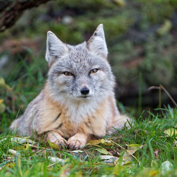 A photo of a corsac fox sitting down in a meadow facing the camera