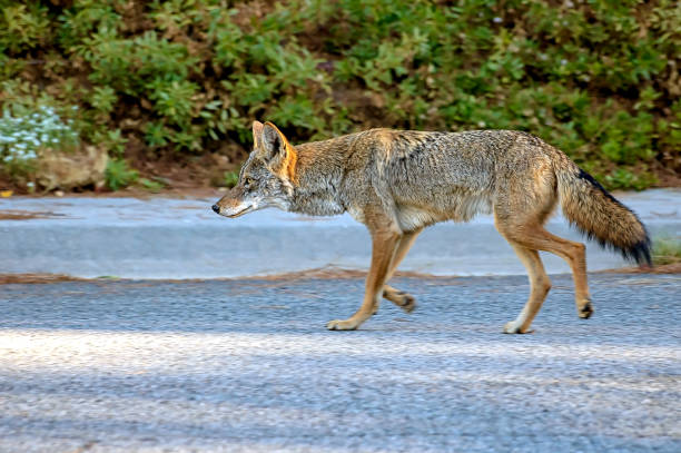 a stock photo of a coyote walking on a road in front of some green bushes