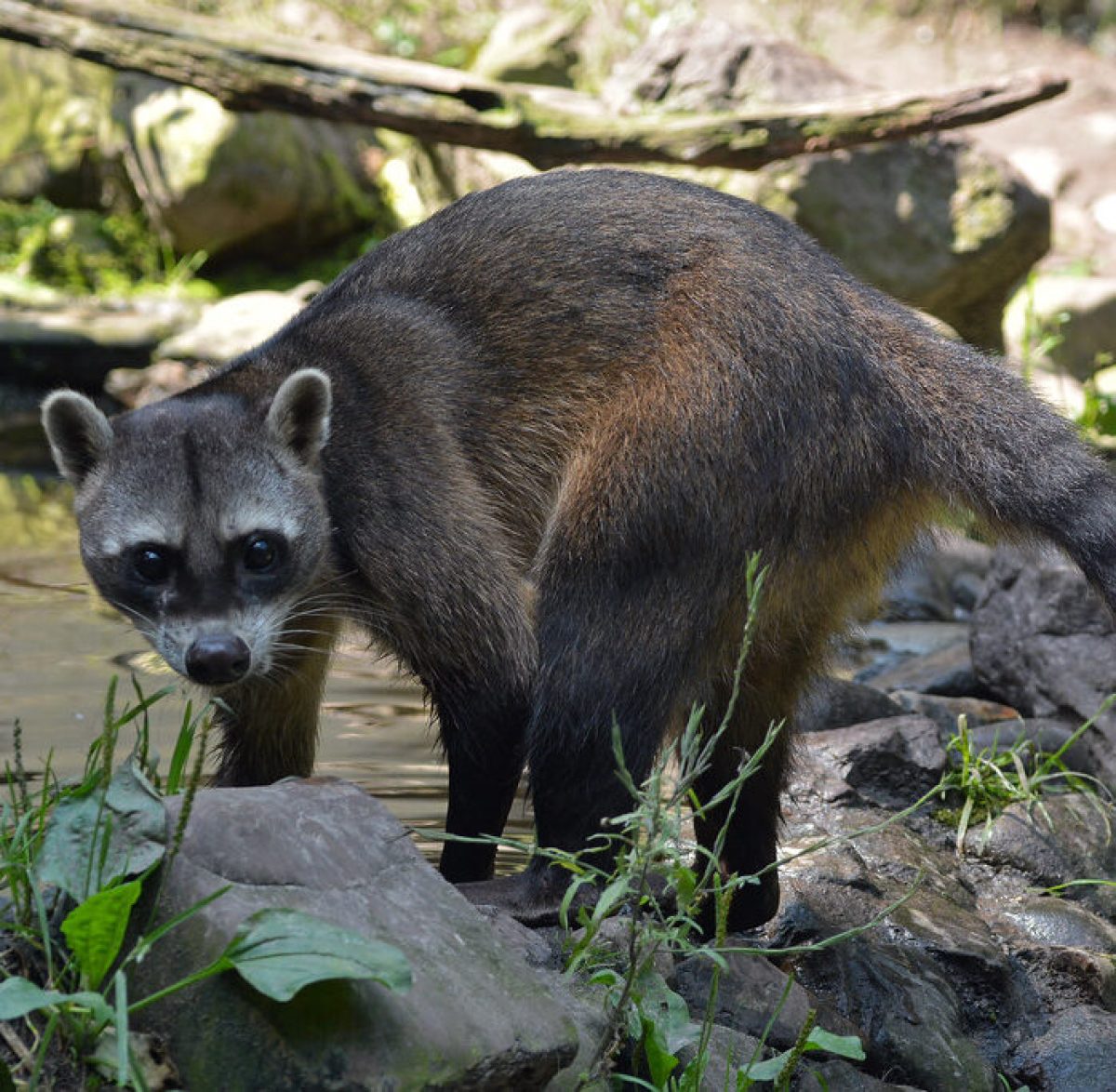 a photo of a crab eating raccoon standing on a rock at a pond