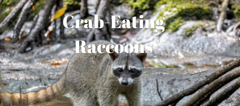 A photo of a crab eating raccoon that says "crab-eating raccoons" on it in white text