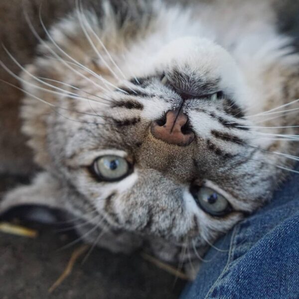 A photo of a bobcat laying on his back at a sanctuary for pet bobcats in tennessee