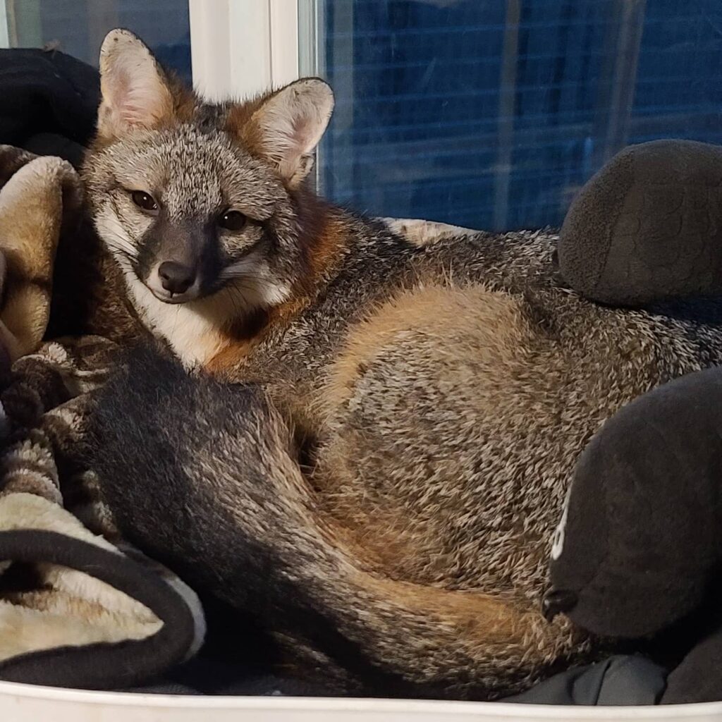 A photo of a pet gray fox curled up on a blanket at a rescue for pet grey foxes in tennessee