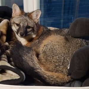 A photo of a pet gray fox curled up on a blanket at a rescue for pet grey foxes in tennessee