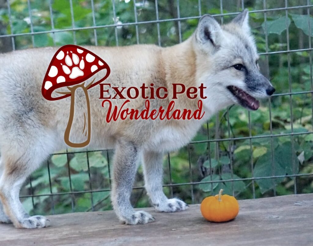 a photo of a hybrid arctic/red fox standing on a wooden platform with a small orange pumpkin at its feet. Over the fox is a logo reading "exotic pet wonderland" in red text next to a digital image of a fly agaric mushroom with a white fox paw print as part of the spots on the mushroom
