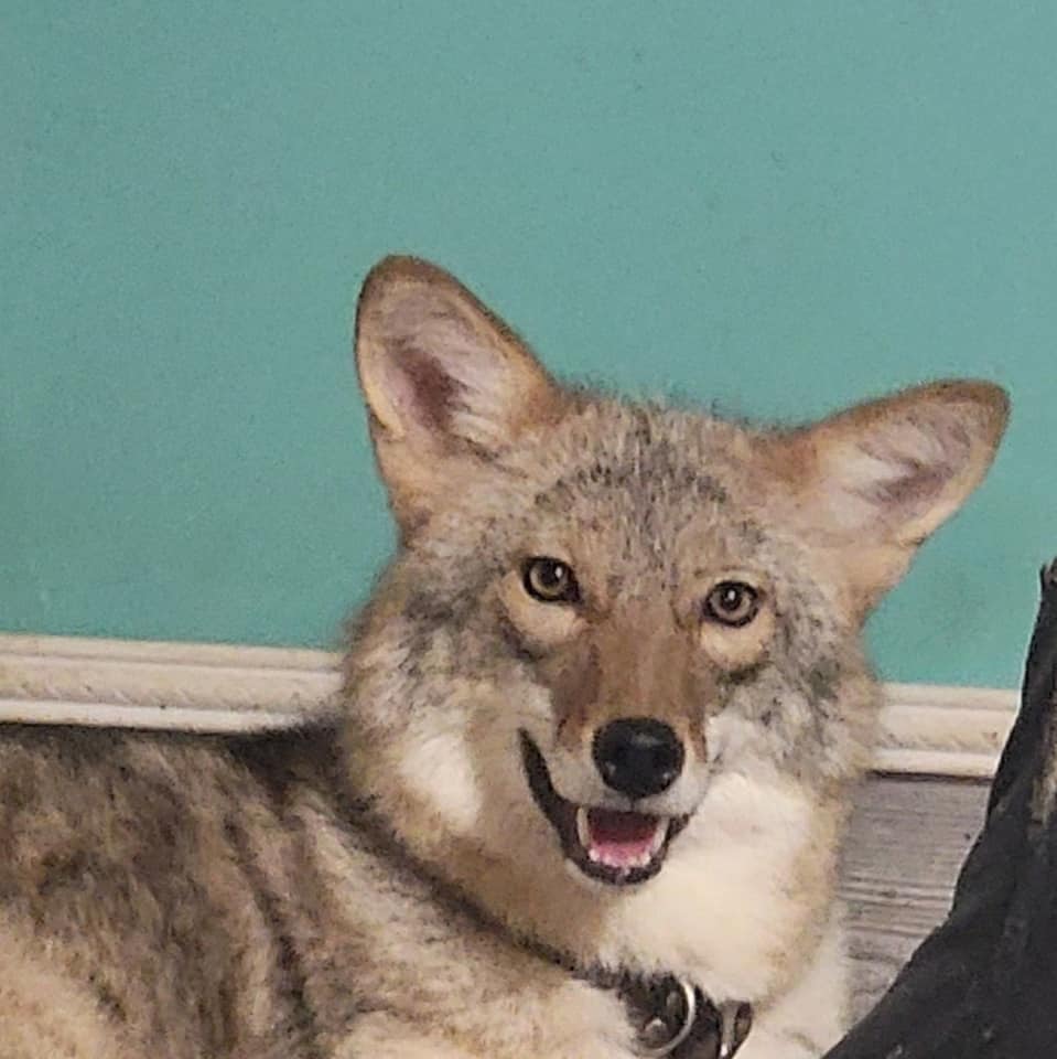 A photo of a rescue pet coyote sitting in front of a blue wall and smiling into the camera