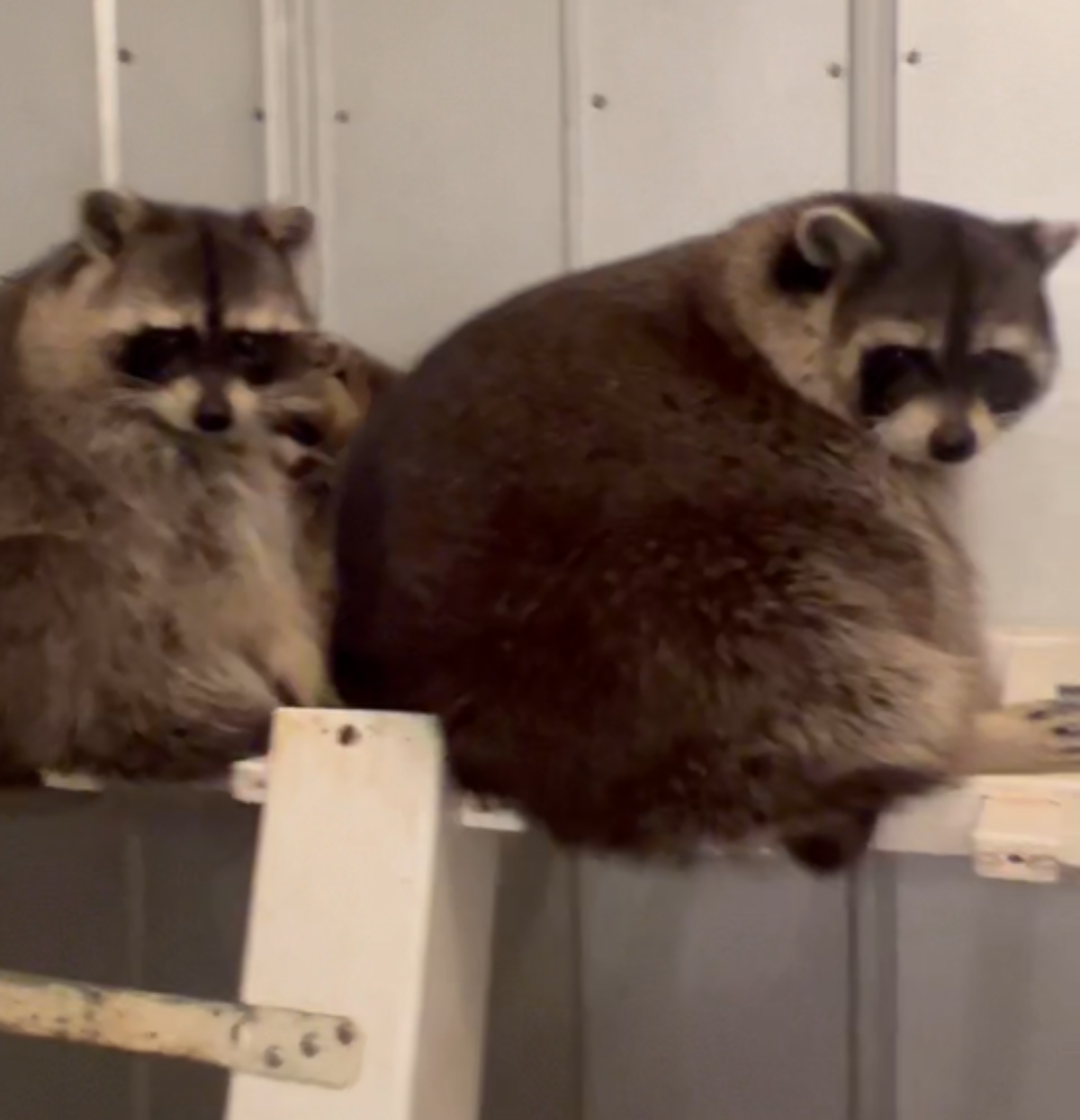 A photo of two incredibly fat pet raccoons sitting on a ledge
