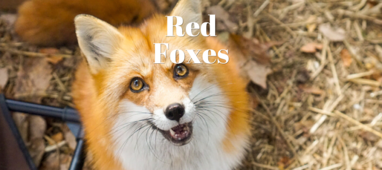A photo of a pet red fox that says "red foxes"