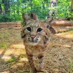 A photo of a pet bobcat at an animal rescue in tennessee