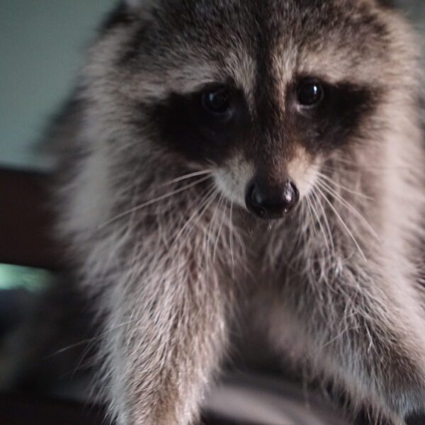 a photo of a pet raccoon