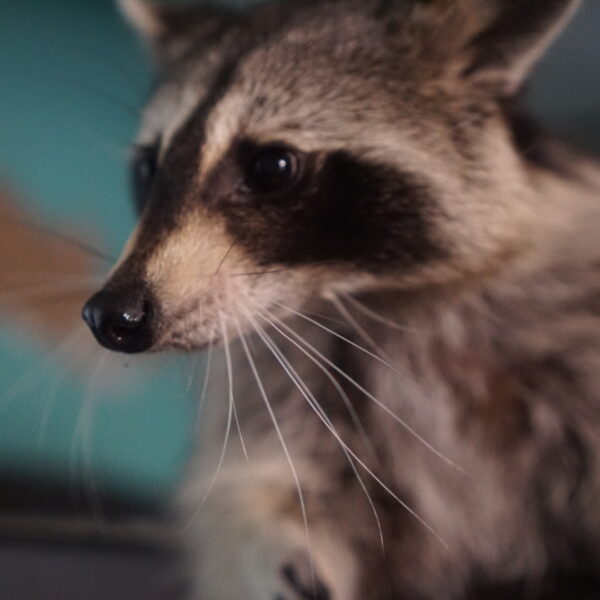 a photo of a pet raccoon in front of a blue background