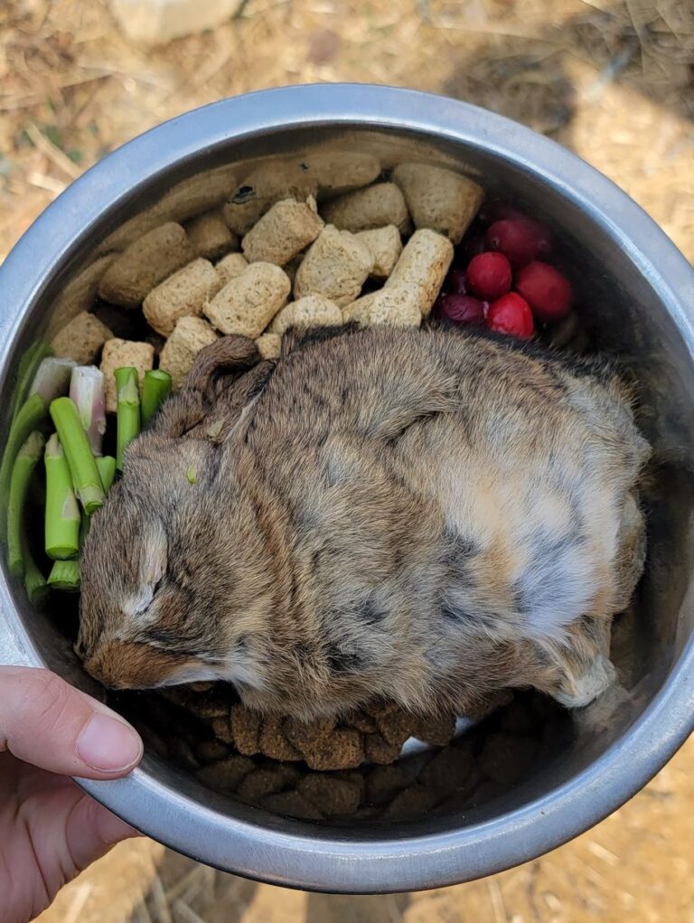 A bowl of food for a pet coyote with a dead baby rabbit in the middle