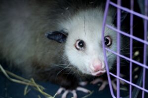 a photo of a cross eyed pet opossum