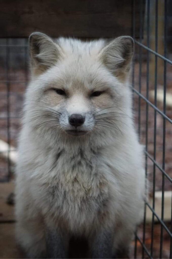 Fire and ice color morph red fox