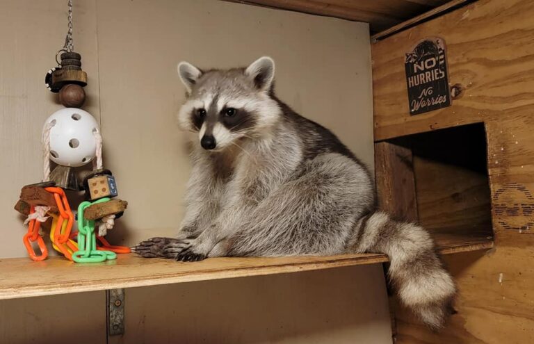 A photo of a cinnamon color morph pet raccoon sitting on a wooden structure