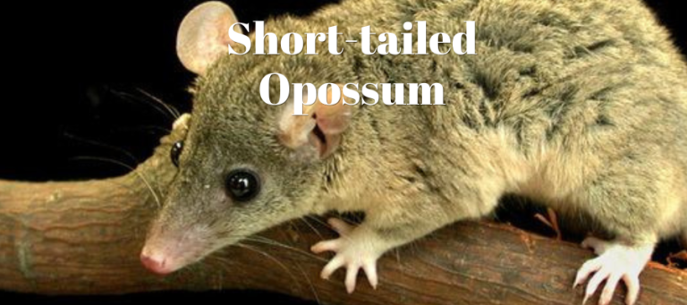 a photo of a short tailed opossum with the words "Short tailed opossums" written over it