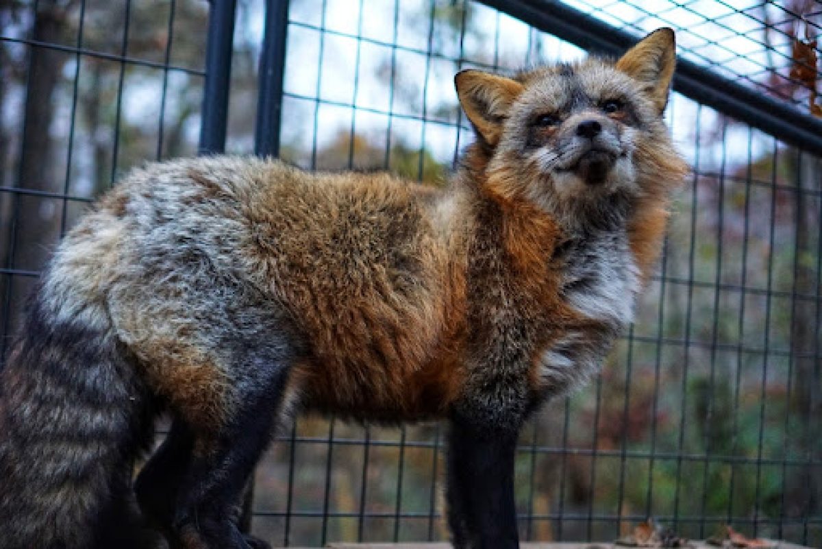 a photo of a smoky red color morph red fox