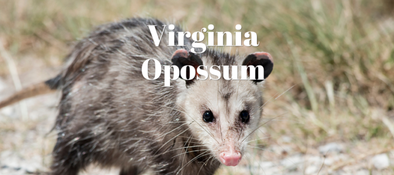 A photo of a virginia opossum with the words "virginia opossum" written over it in white text