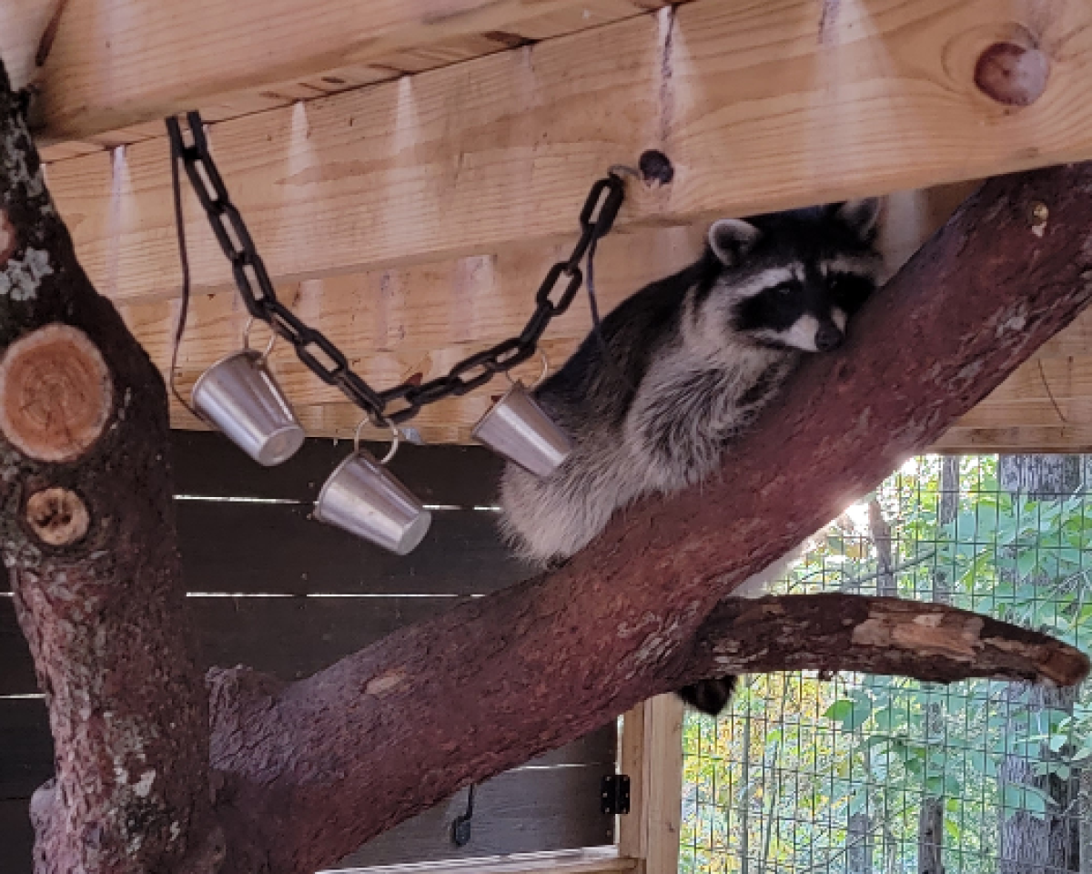 A photo of a formerly aggressive pet raccoon sitting on a tree branch climb in her enclosure