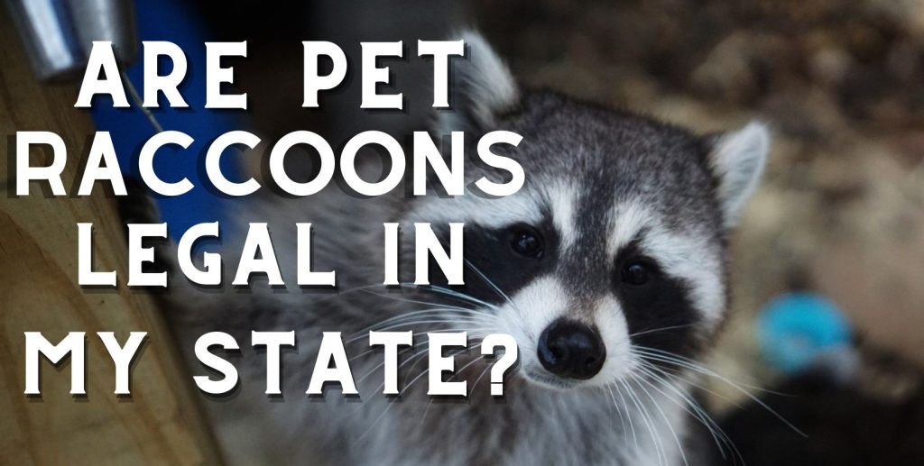 A photo of a raccoon with the words "Are pet raccoons legal in my state?" over the image in white text