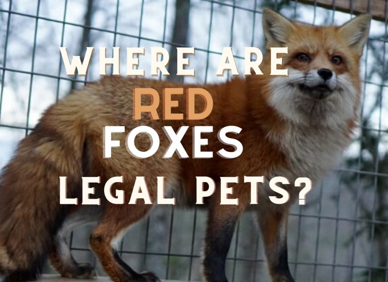A full body photo of a red fox standing in front of a wire enclosure at an exotic pet sanctuary. The words "where are red foxes legal pets?" are over the image
