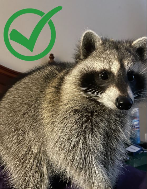 A photo of a pet raccoon that is a healthy weight with a green checkmark