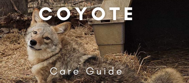 A photo of a pet coyote with the text "coyote care guide" overlaid
