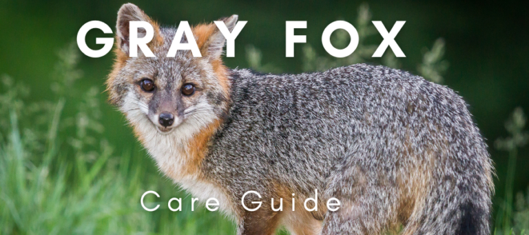 A photo of a gray fox with the words "Gray fox care guide" overlaid