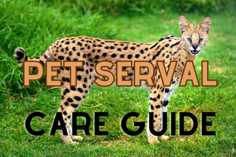 A photo of a serval standing on green grass with the text "Pet Serval Care Guide" over the image