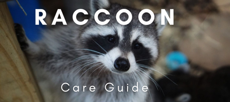 A photo of a pet raccoon with "Raccoon Care Guide" overlaid in white text