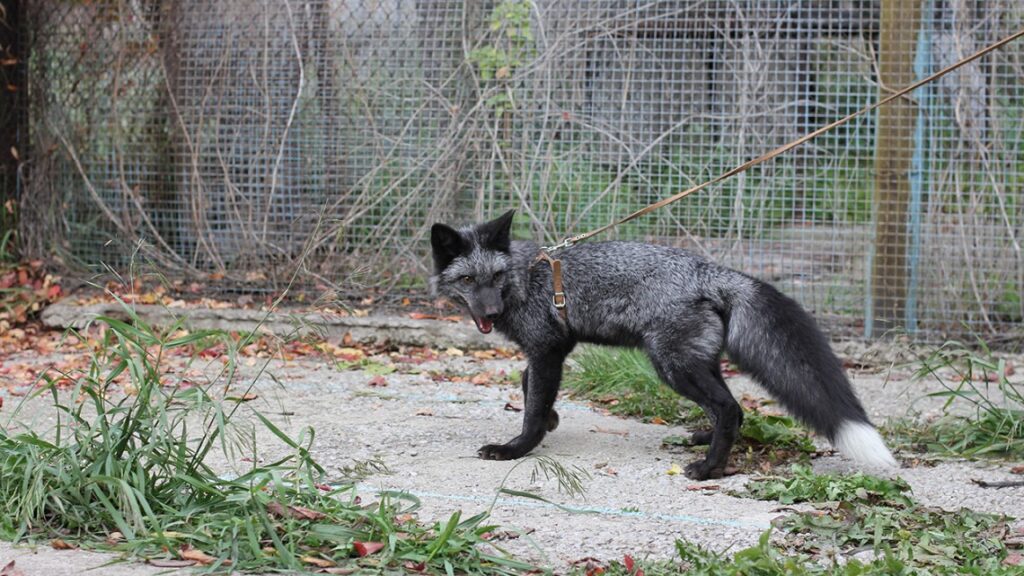 a photo of a domesticated fox from the russian silver fox program