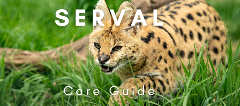 A photo of a pet serval with the words "Serval Care Guide" overlaid in white text