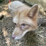 a rescue red fox