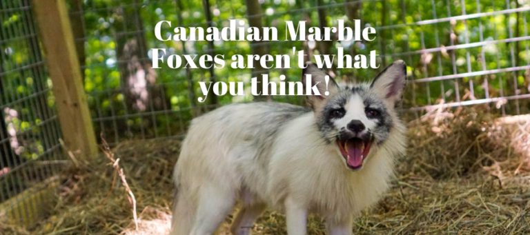 A photo of a silver and white marble fox at a fox sanctuary in tennessee with white text over it that says "Canadian Marble Foxes aren't what you think!" In bold white font.