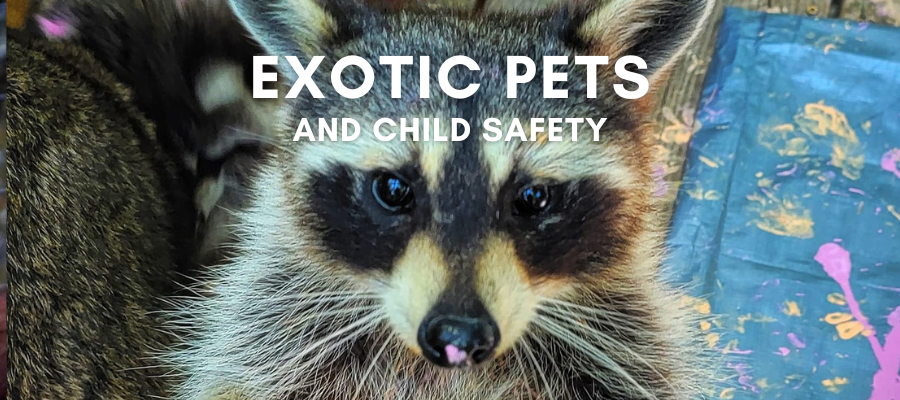 A photo of a pet raccoon looking up with big, sad eyes with bold white text over it that says "Exotic Pets and Child Safety
