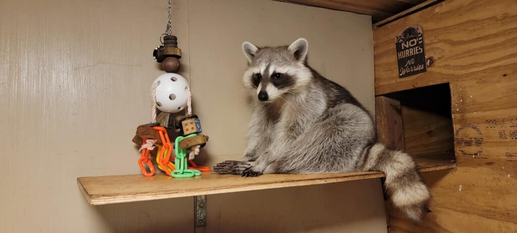 A photo of a pet raccoon enrichment session. The raccoon is sitting on a ledge in front of a hanging jingle toy