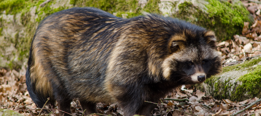you cannot have a pet raccoon dog