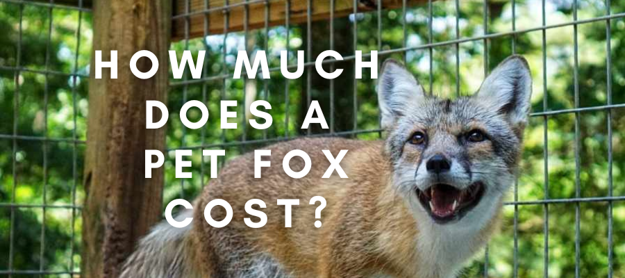 A photo of a red fox/arctic fox hybrid that ways "How much does a pet fox cost?" over it in white text.