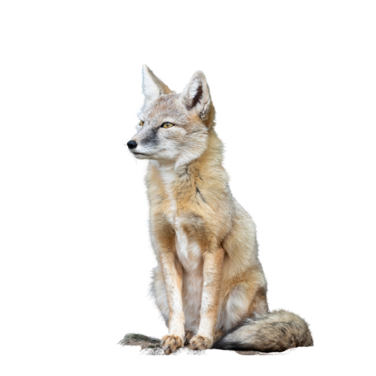 A photo of a corsac fox